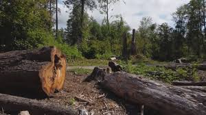 Best Storm Damage Tree Cleanup  in Goodhue, MN